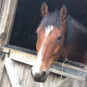 Meet your Posher, Suzannne